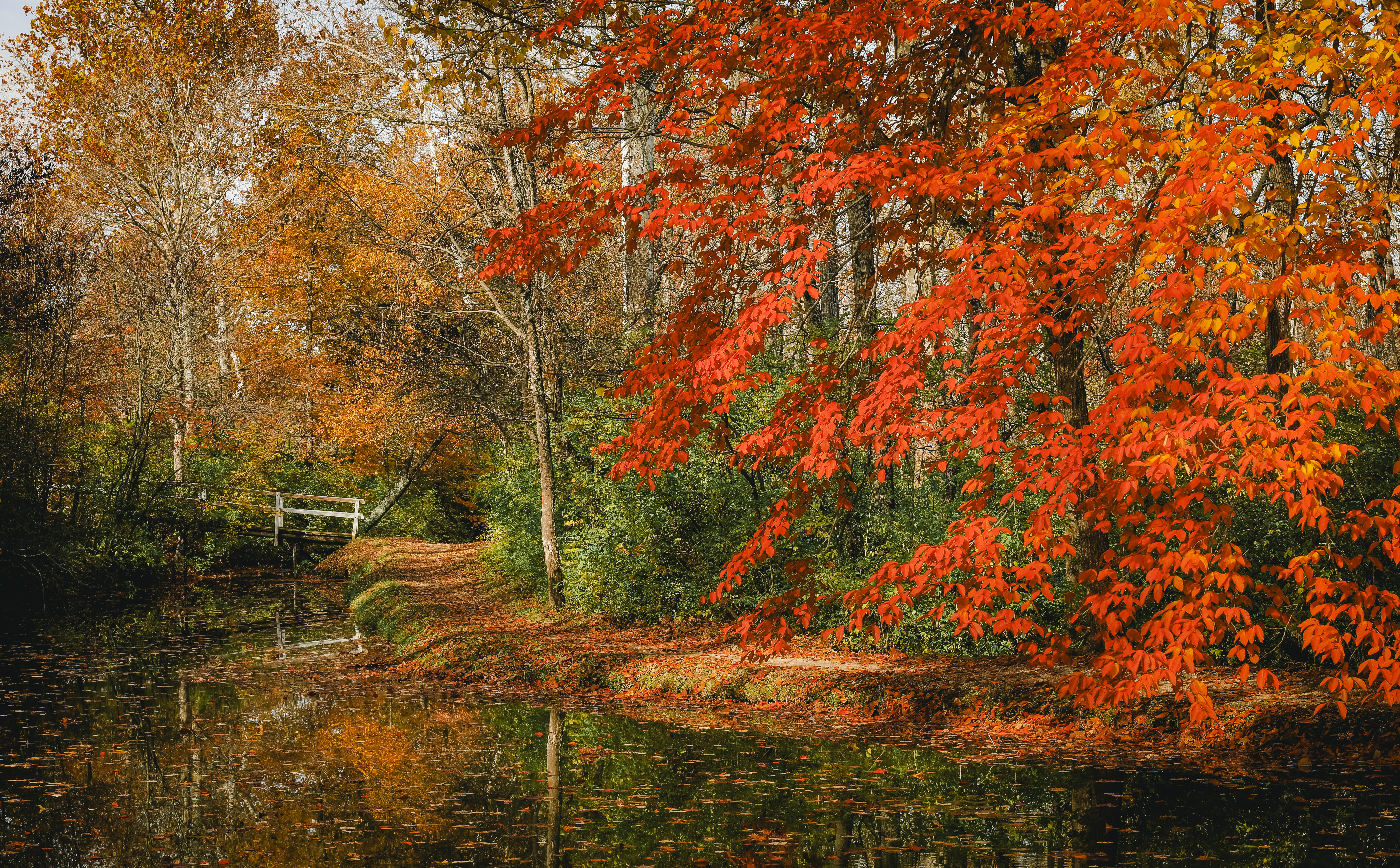 Bright orange fall foliage reflected in calm water beside a Tawawa Park trail in Sidney Ohio